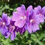 11 plantes qui fleurissent toute l’année