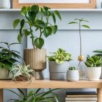 Conseils pour choisir ses plantes d’intérieur !