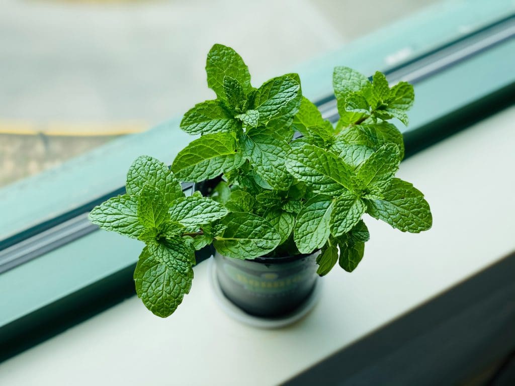 Herbes aromatiques à avoir dans sa cuisine