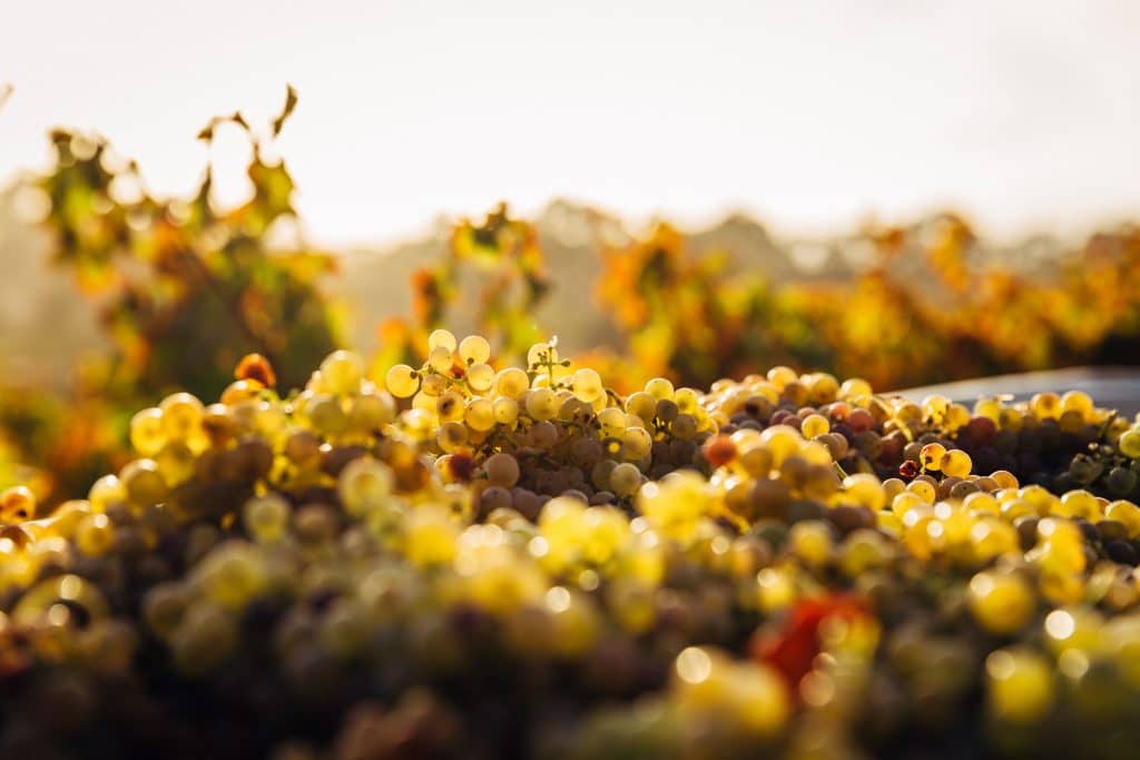 vin blanc sec cuisine 