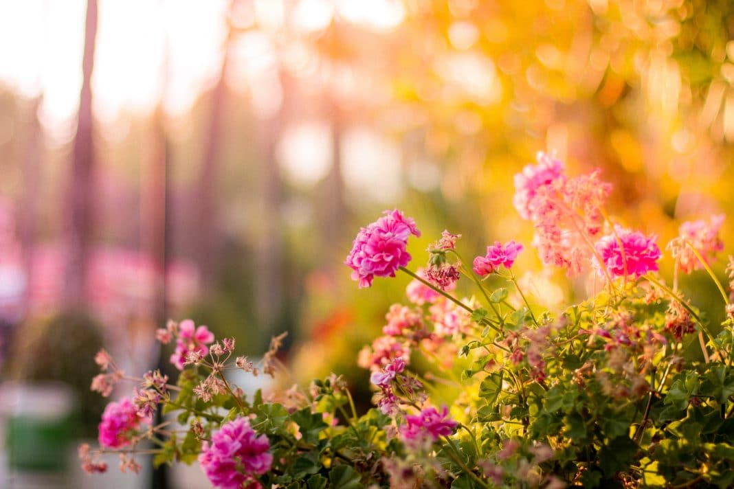 Comment aménager un petit jardin ?