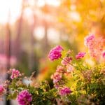 Comment aménager un petit jardin ?