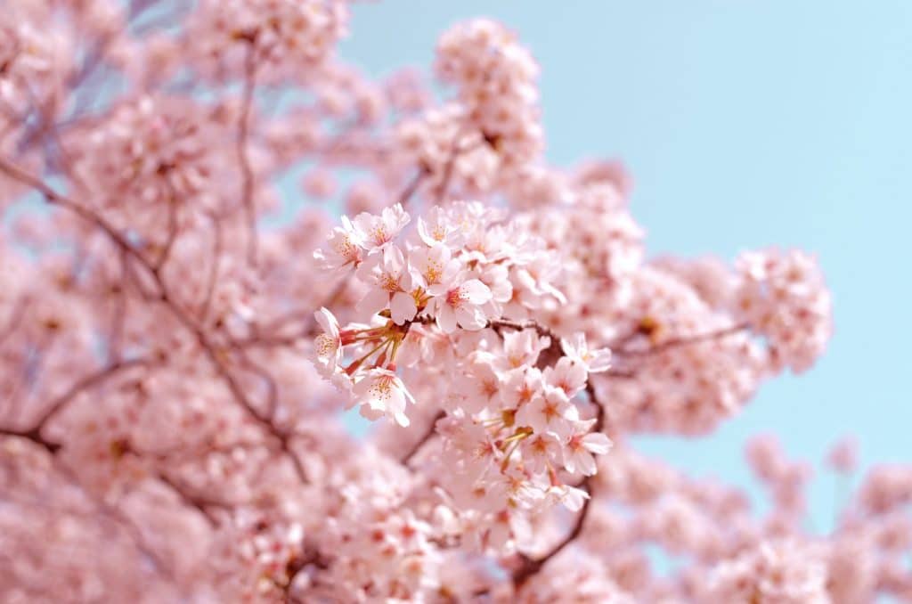 Comment faire une décoration japonaise ?