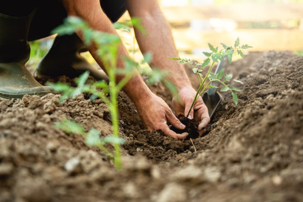 Marquez vos plantes et entretenez-les soigneusement