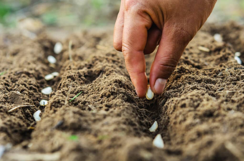 Planifiez votre potager